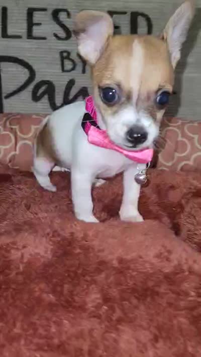 TEACUP LIL RITA, a female Chihuahua for sale in Santa Barbara, CA – 4 of 5