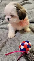 SHIH TZU FEMALE 1, a female Shih Tzu for sale in Dallas, TX – 2 of 4