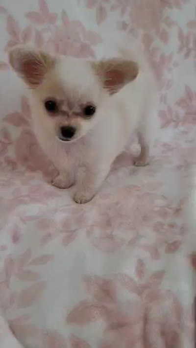 TOBY THE LONGHAIRED MINI, a male Chihuahua for sale in Dallas, TX – 7 of 7