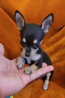 TEACUP  SAMMY( DELIVERY AVAILABLE), a male Chihuahua for sale in Fontana, CA – 2 of 4