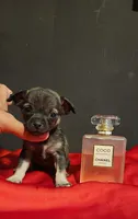 APPLEHEAD RITA TEACUP, a female Chihuahua for sale in Fontana, CA – 3 of 3