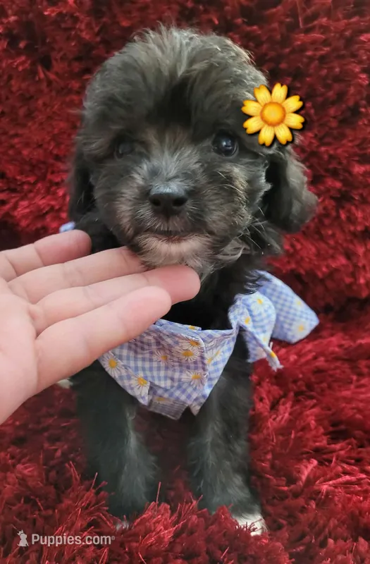 Pinky  – Maltipoo puppy for sale in Fontana, CA