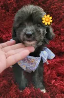 Pinky , a female Maltipoo for sale in Fontana, CA – 1 of 2