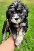 Shadow, a male Maltipoo for sale in Fontana, CA – 4 of 5