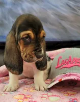 VILMA, a female Basset Hound for sale in Dallas, TX – 6 of 7
