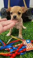 Molly, a female Chihuahua for sale in Dallas, TX – 3 of 4