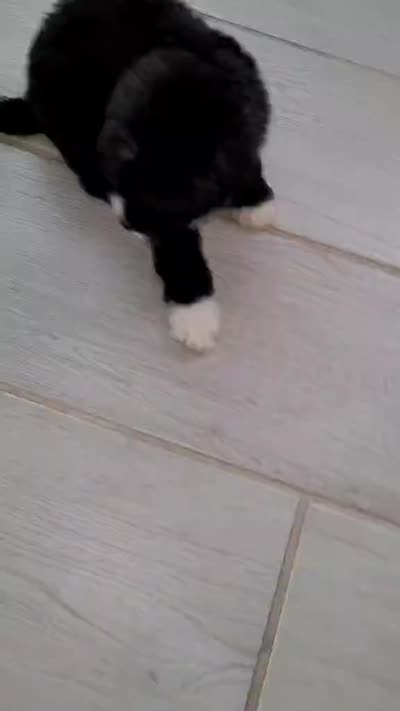 Winston, a male Poodle - Toy  for sale in Moreno Valley, CA – 5 of 5