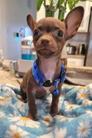 Jerry , a male Chihuahua for sale in Dallas, TX – 7 of 7