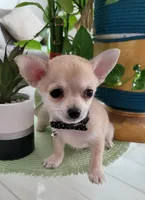 MUÑECO, a male Pomchi for sale in Garland, TX – 5 of 5