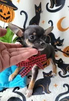 TEACUP TOBY, a male Chihuahua for sale in Fontana, CA – 5 of 8