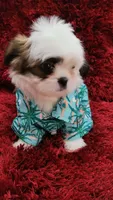 COCO , a male Shih Tzu for sale in Dallas, TX – 2 of 7