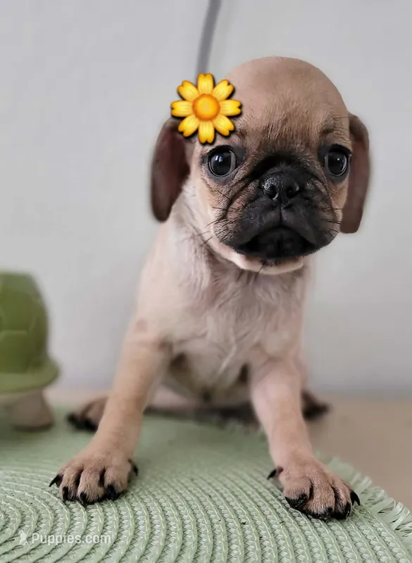 LIL ChLOE – Pug puppy for sale in Fontana, CA