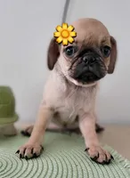 LIL ChLOE, a female Pug for sale in Fontana, CA – 1 of 1