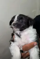 Sammy , a male Pomapoo and Yorkipoo for sale in Dallas, TX – 1 of 2