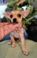 ZOE, a female Chihuahua for sale in Dallas, TX – 4 of 4