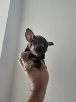 TAQUITO , a male Chihuahua for sale in Dallas, TX – 4 of 4