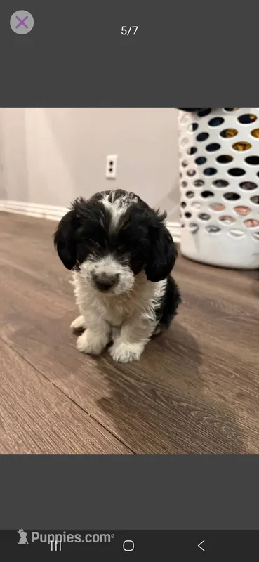 Winston – Cockapoo puppy for sale in Dallas, TX