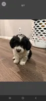 Winston, a male Cockapoo for sale in Dallas, TX – 1 of 1