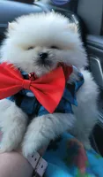 BEAR FACE ALVIN, a male Pomeranian for sale in Mesquite, TX – 3 of 5