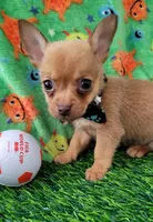 LIL TINY JERRY, a male Chihuahua for sale in Dallas, TX – 7 of 7