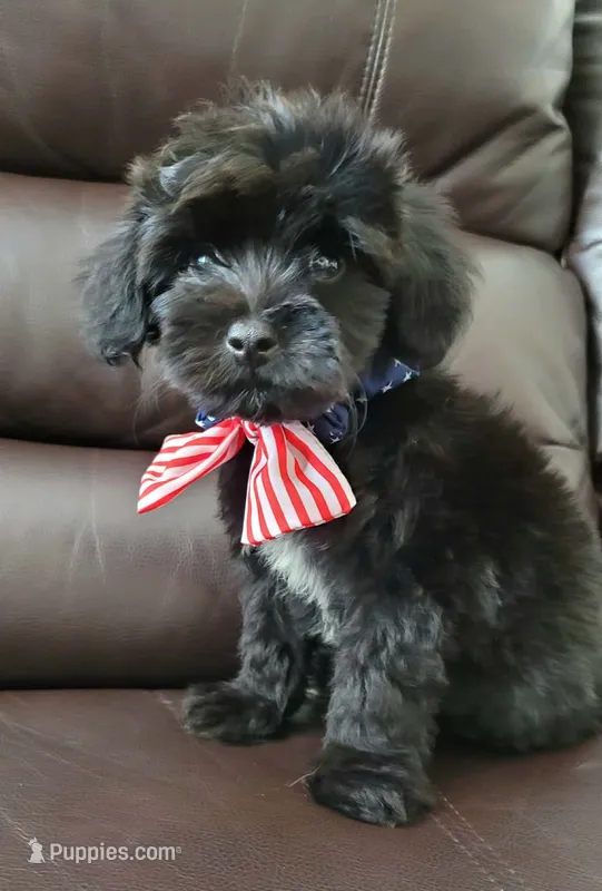 Benji – Maltipoo puppy for sale in Dallas, TX