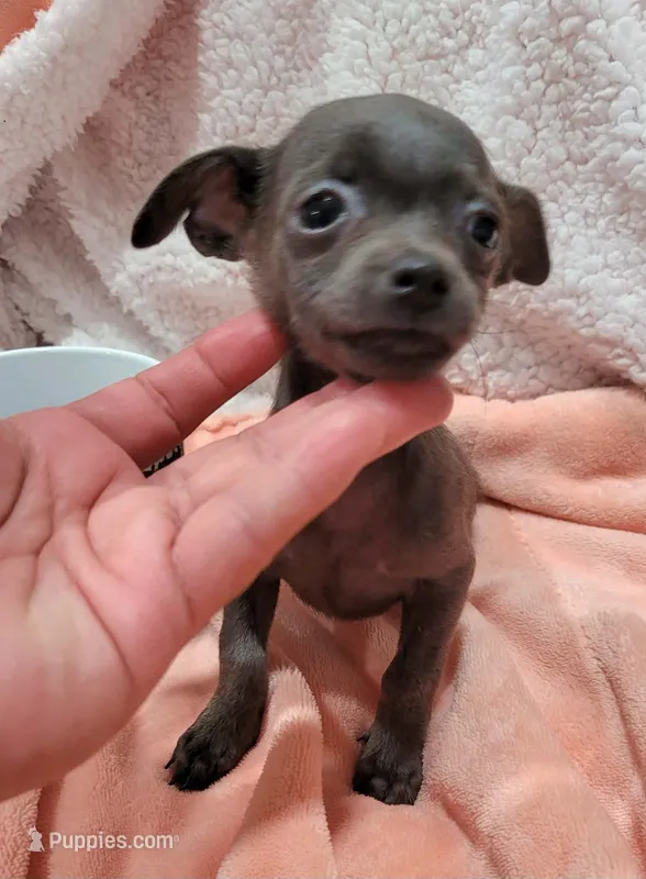 TEACUP LIL BLUE – Chihuahua puppy for sale in Los Angeles, CA