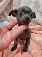 TEACUP LIL BLUE, a male Chihuahua for sale in Dallas, TX – 1 of 7