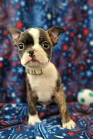 MUÑECO, a male Boston Terrier for sale in Dallas, TX – 4 of 7