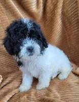 Clara, a female Poodle - Miniature  for sale in Fontana, CA – 6 of 7
