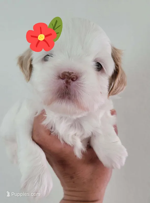 SASSY – Shih Tzu puppy for sale in Dallas, TX