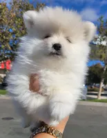 Dave, a male Pomeranian for sale in Mesquite, TX – 2 of 5