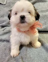 SHIH TZU FEMALE 1, a female Shih Tzu for sale in Dallas, TX – 4 of 4