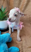 Lil TEACUP LUCY, a female Chihuahua for sale in Fontana, CA – 2 of 10