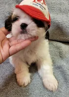 SHIH TZU MALE 1, a male Shih Tzu for sale in Dallas, TX – 2 of 3