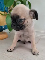 LIL OTIS, a male Pug for sale in Fontana, CA – 3 of 4