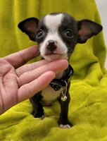 LIL TEACUP YOGI, a male Chihuahua for sale in Garland, TX – 3 of 6
