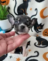 TEACUP BANDIT, a male Chihuahua for sale in Destin, FL – 2 of 4