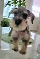 LEA , a female Miniature Schnauzer for sale in Fontana, CA – 4 of 4