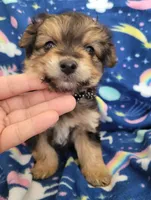 Benji, a male Pomapoo and Yorkipoo for sale in Dallas, TX – 7 of 8