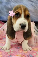 Molly, a female Basset Hound for sale in Dallas, TX – 2 of 6