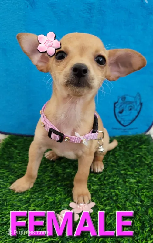 T-CUP MITZI – Chihuahua puppy for sale in Dallas, TX