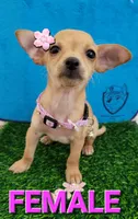 T-CUP MITZI, a female Chihuahua for sale in Dallas, TX – 1 of 1
