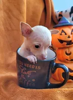TEACUP TAQUITO, a male Chihuahua for sale in Fontana, CA – 2 of 4