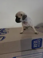 CHARLIE , a male Pug for sale in Dallas, TX – 3 of 4