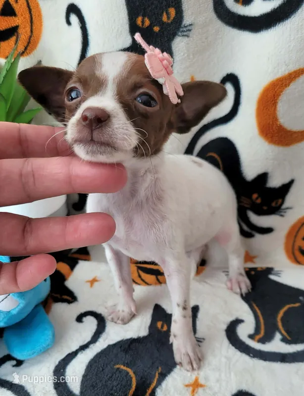 TEACUP TINY – Chihuahua puppy for sale in Destin, FL