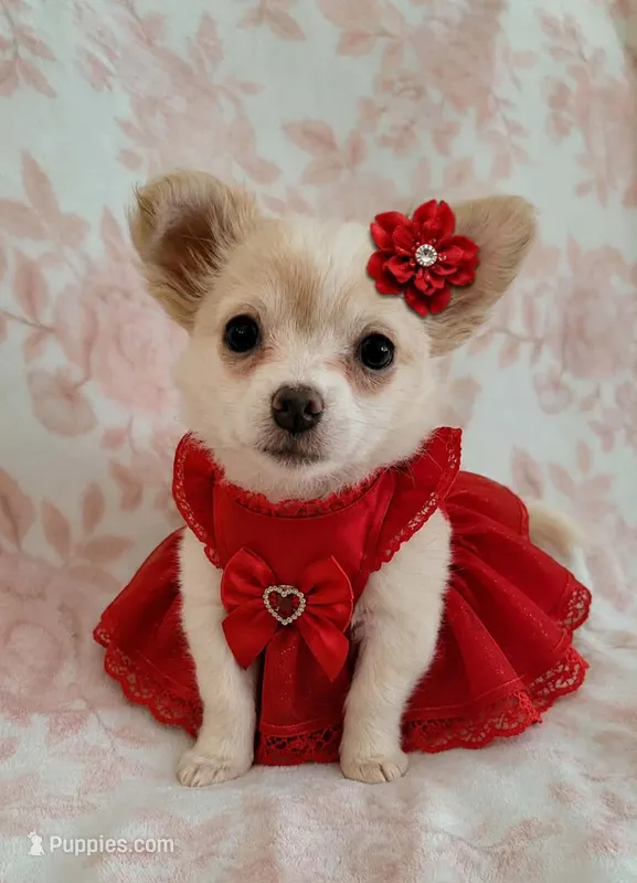 DAISY THE LONGHAIRED MINI – Chihuahua puppy for sale in Dallas, TX