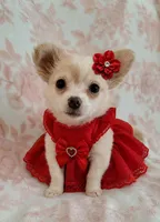 DAISY THE LONGHAIRED MINI, a female Chihuahua for sale in Dallas, TX – 1 of 6
