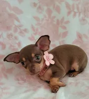 POCKET SIZE MAGGIE, a female Chihuahua for sale in Dallas, TX – 3 of 6