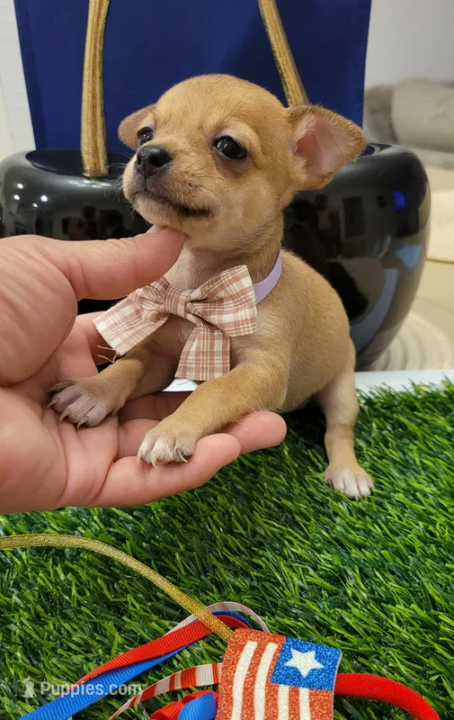 Molly – Chihuahua puppy for sale in Dallas, TX