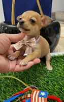 Molly, a female Chihuahua for sale in Dallas, TX – 1 of 4